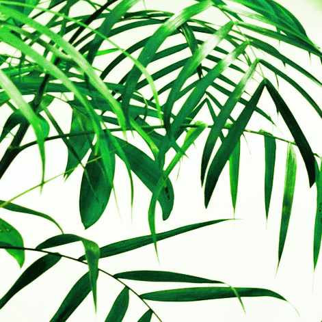 Shira Shechter Studio - about